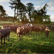 Cattle are at grass for 270 days