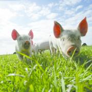 Quality Meat Scotland (QMS) is driving efforts to safeguard Scotland's pig industry against the threat of African Swine Fever (ASF).