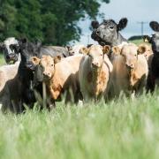 HCC are looking to reduce the carbon footprint of their cattle