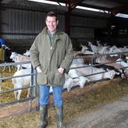 Gary Yeomans runs a herd of 1000 milking goats