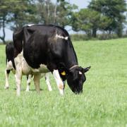 Dairy cattle at grass can be more prone to lameness and reduced productivity if they have to walk long distances back and forth to the parlour each day