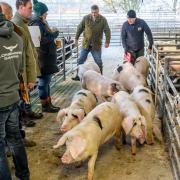 Get ready for Scotland's largest pig sale