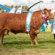 Overall champion of champions was the any other continental, Grahams Ruth from Robert and Jean Graham