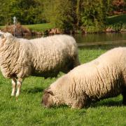 Lameness in sheep can be extremely costly