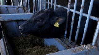 cattle were fed a diet comprising of 75% grass silage (30%DM), 5% straw, 7% protein and 13% barley
