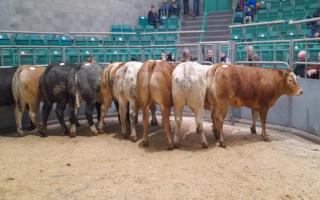 Finished beef cattle prices vary hugely depending on breed, spec, and numbers available