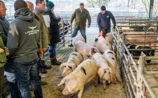 Get ready for Scotland's largest pig sale