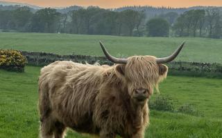 Nikki Smith shares a charming photo of her Highland cow Arran from Low Arkland Farm in Castle Douglas.