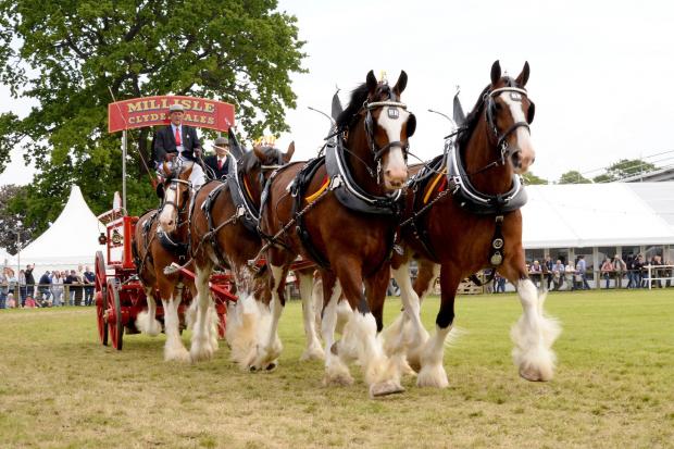 Hugh Ramsay, Millisle Clydesdales took the overall title in the heavy horse turnouts with his team of six Ref: KC230619013