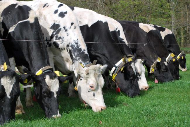 Huge variations remain between the top and bottom 25% of milk producers