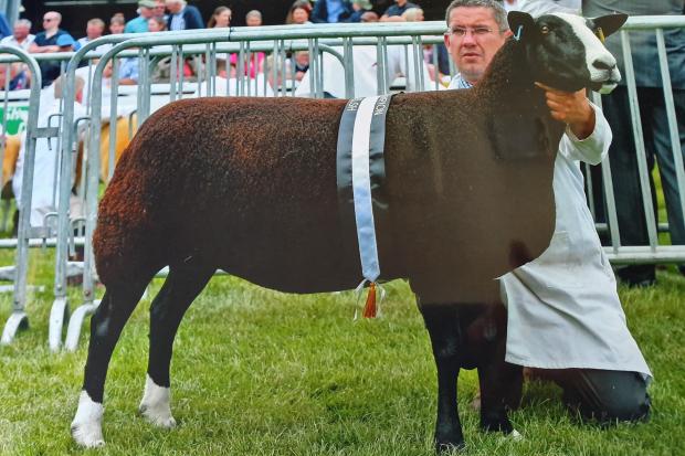 Greystone Eclipse was champion Zwarbles for Ally Baird's first year exhibiting at the Royal Welsh
