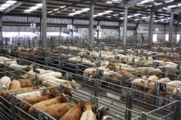 Store cattle rings