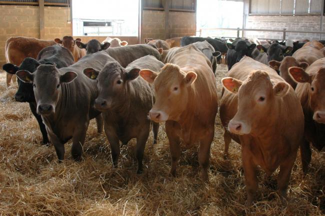 beef cattle prices are again on the up