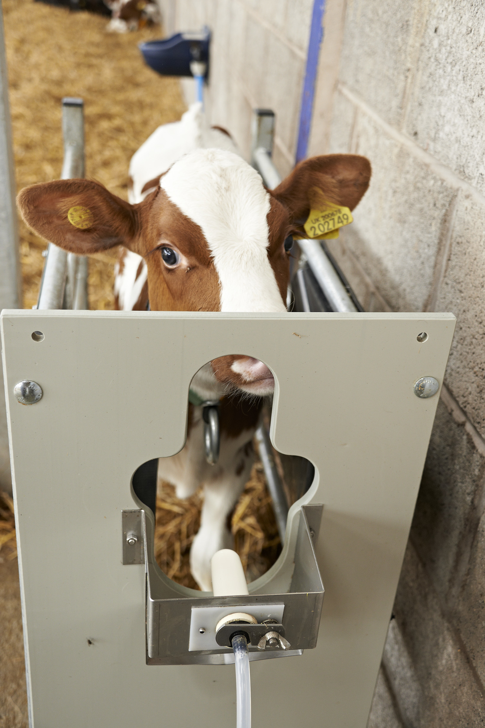 Calf on computerised milk feeder