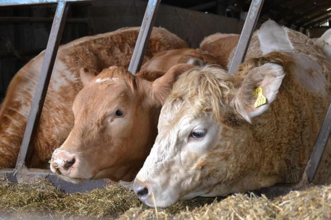 More beef heifers are being slaughtered