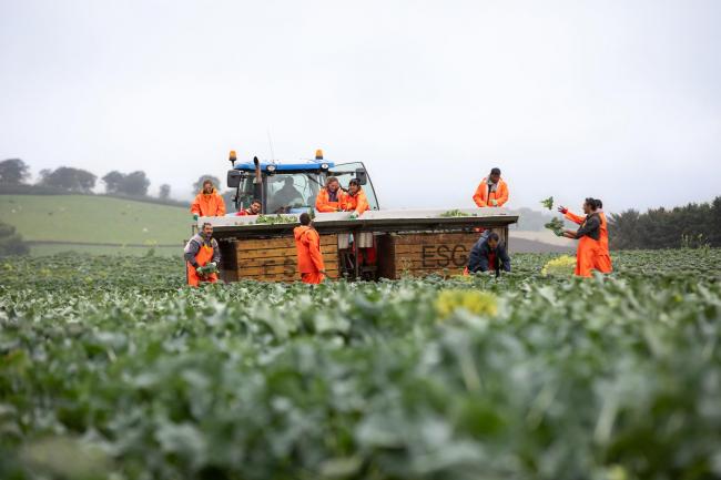 Growers in the East of Scotland have reported losses of 5.5 million broccoli heads and 1.5 million cauliflower heads due to the ongoing labour crisis (ref:EC2509191851)