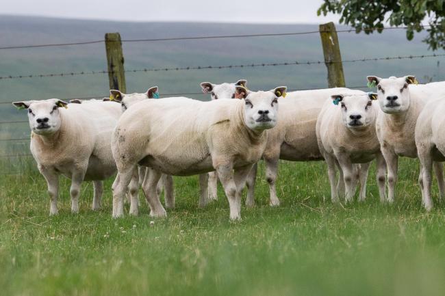 Breeding Sheep Sales The Scottish Farmer