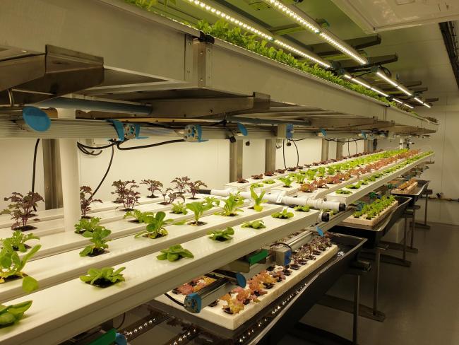 Micro-green trials taking place within the vertical farm at the IHCEA