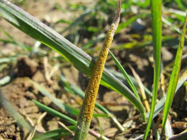New versions of yellow rust are adding to the complexity of the Recommended List trials