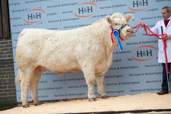 Female champion went to Mortimers Novelty from Mortimers Farm which sold for 4200gns  at Carlisle in November 2019 Ref:EC2211192580