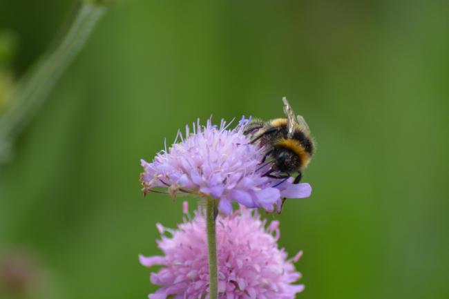 Pollinating insects need flower-rich habitats to survive (Paul Cazaly)