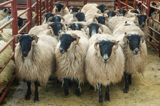 Champion pen of Blackface lambs from J Jardine, Yett, weighed 54kg and sold for £125 per head