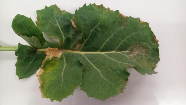 Light leaf spot can sometimes be hard to spot, with lesions on both sides of the leaf   Credit: ADAS