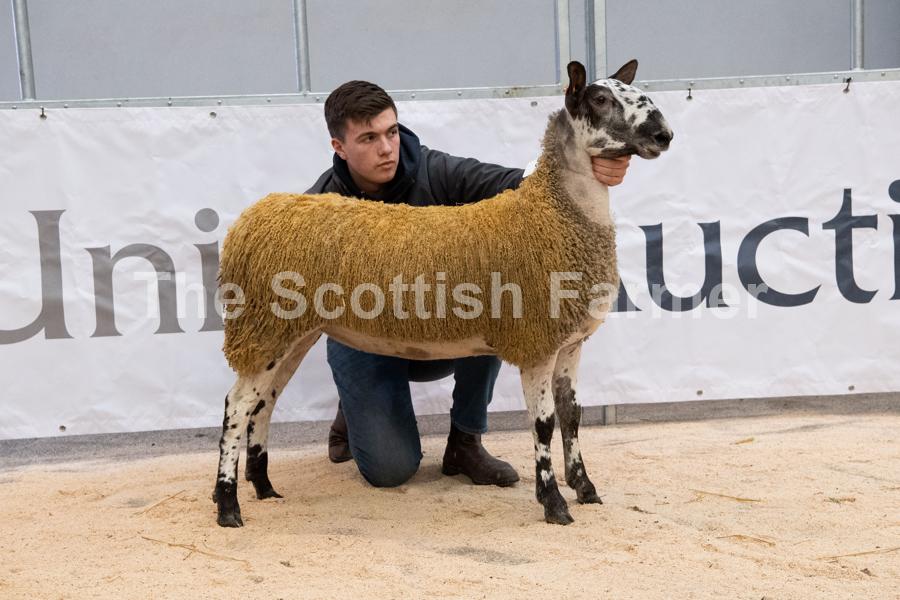 Show champion from Finlay Robertson sold for 350gns  Ref:RH220120031  Rob Haining / The Scottish Farmer