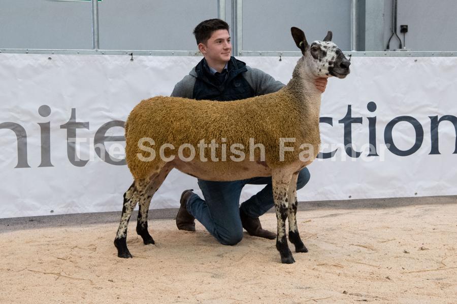 selling for 800gns was the reserve show champion from Midlock Ref:RH220120032  Rob Haining / The Scottish Farmer