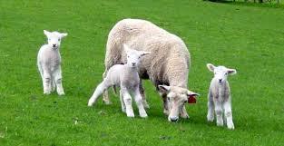 A mild spring increased lamb crops in Scotland
