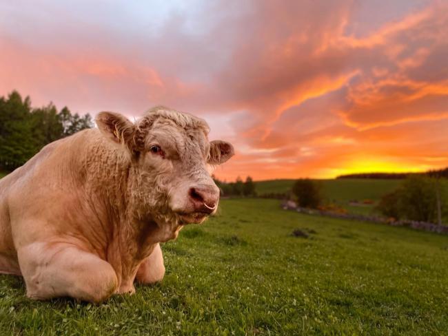 The Scottish livestock industry is in a position to make a significant contribution in helping Scotland meet its climate ambitions