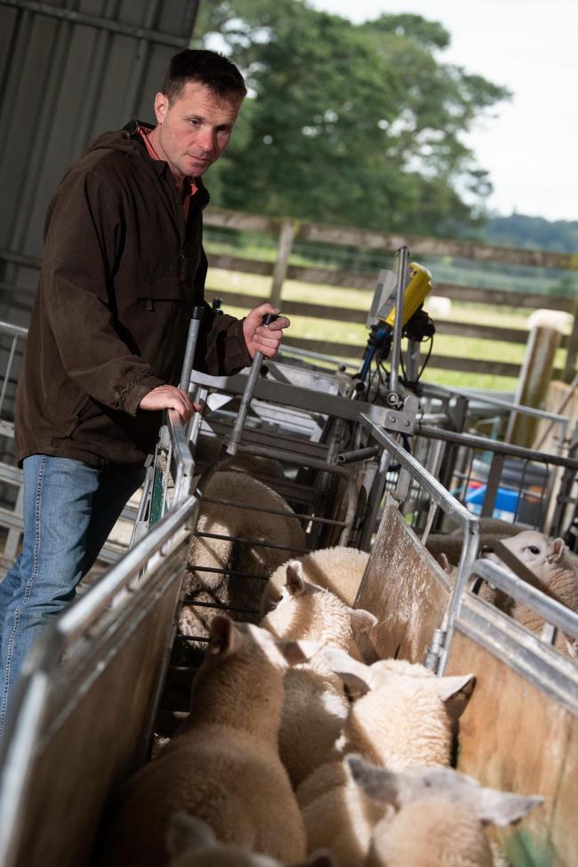 Lamb sales have been the highlight of the year for Neil McGowan Ref:RH210819019    Rob Haining / The Scottish Farmer