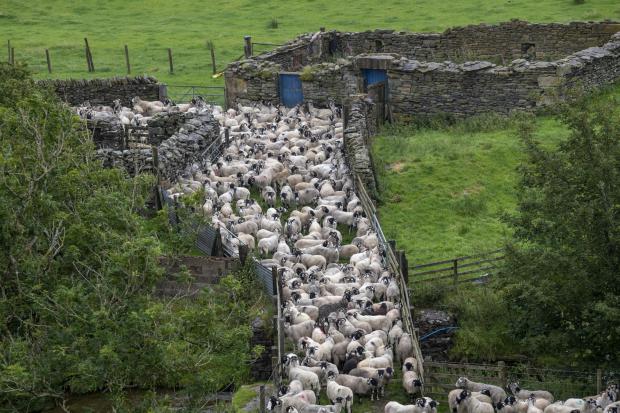 Shepherds gathering sheep off the Howgill Fells in Cumbria