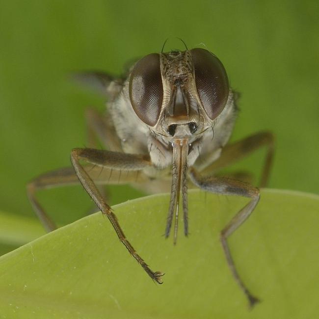 Tsetse fly in Burkina Faso (Pic: IAEA/commons.wikimedia)