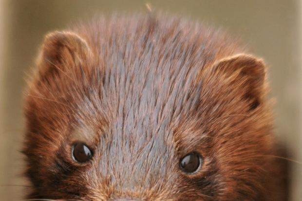 Denmark began a mass cull last month when mink were found to have Coronavirus (Pixabay)
