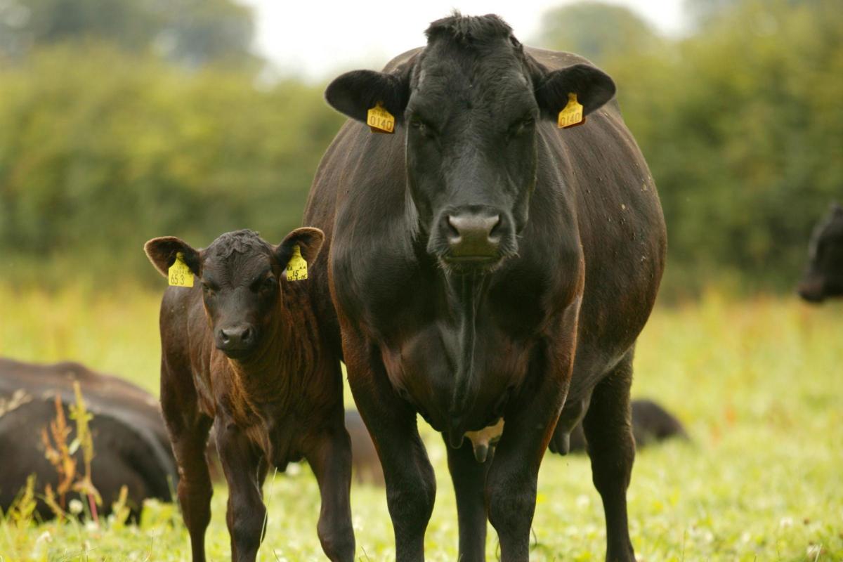 Envriomentalist George Monbiot calls for livestock farming to stop in his new book