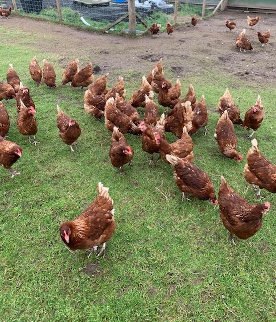 Producers have been warned against increasing egg production
