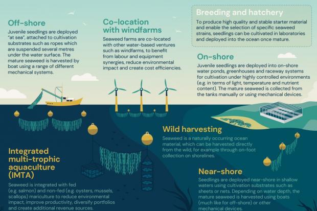 Seaweed can be farmed in a variety of ways