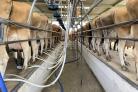 No ACRs or high technology investments in the low cost sharemilking system.