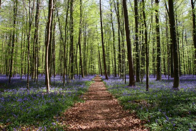 TO ESTABLISH, manage, and reap the benefits of a woodland project, farmers need to be judicious in their planning and robust in their risk management