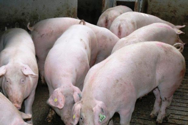 Pig prices are on the up, but feed prices are a lot higher