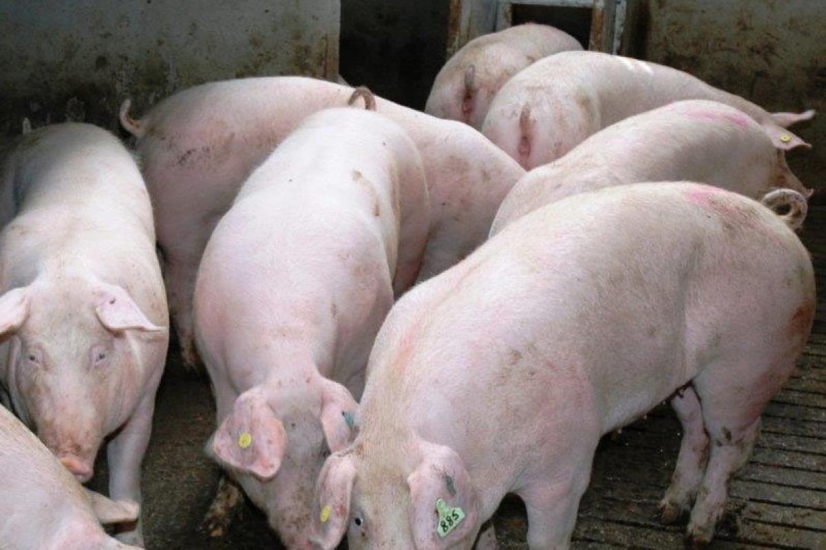 New market in Chile sees the first exports of pigmeat from the UK this month