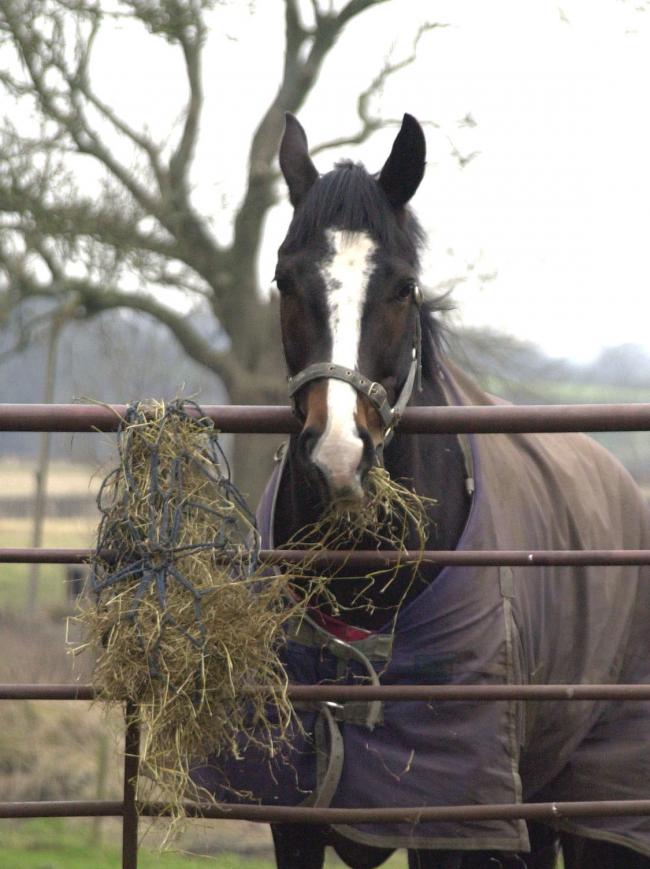 making sure there's plenty of fodder and water available, as well as a suitable trunout time, can help mitigate against winter colic