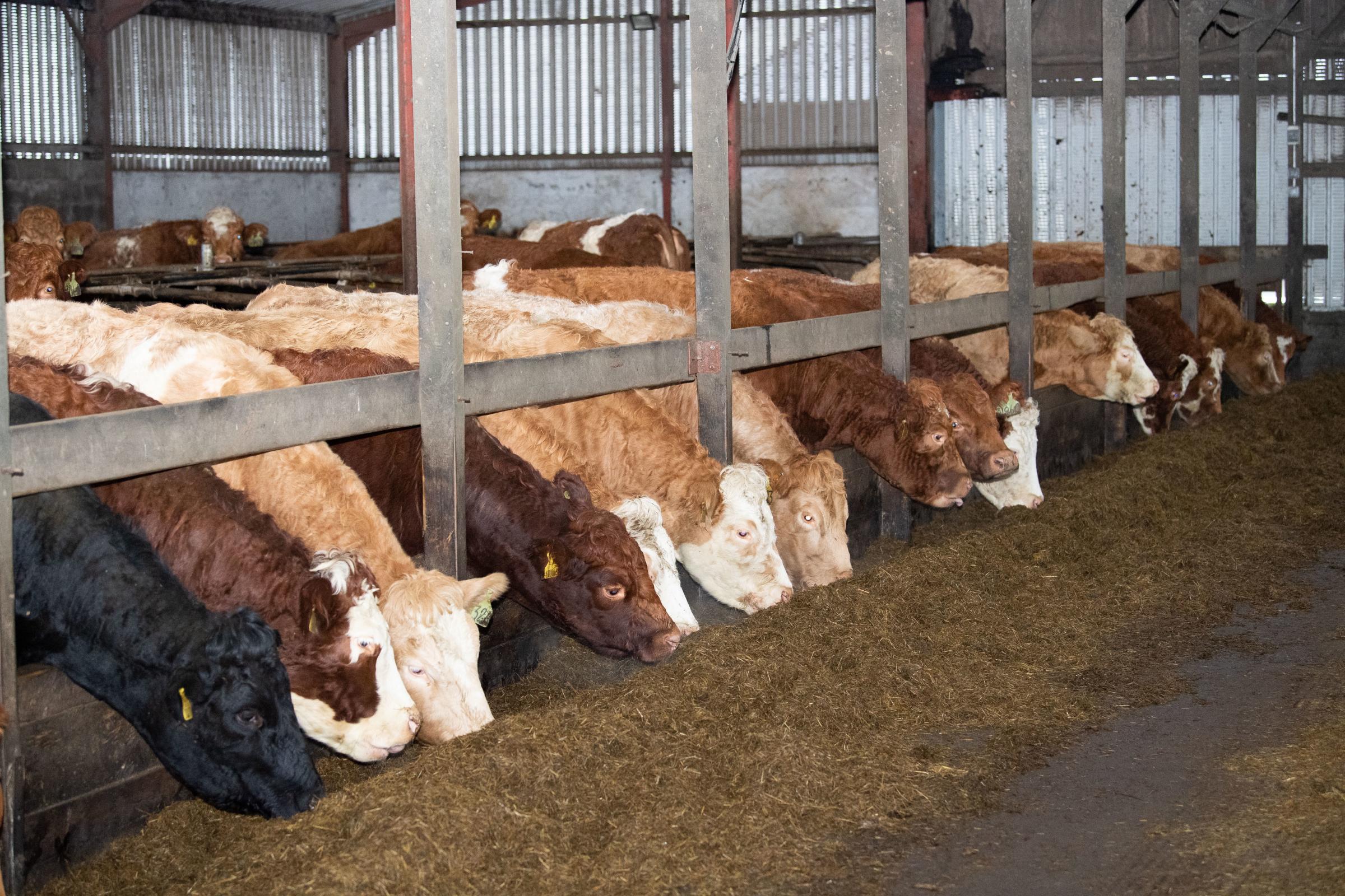 the cows feeding on the home grown silage and house in the cubicle shed Ref:RH210121207 Rob Haining / The Scottish Farmer...