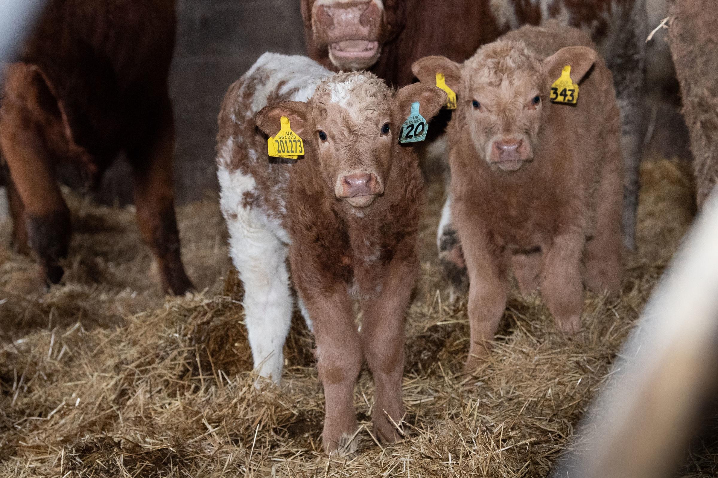 The Sim-Luing provides the best of both worlds, having the hardiness as well as the power to produce a strong Charolais cross store calf Ref:RH210121190 Rob Haining / The Scottish Farmer...