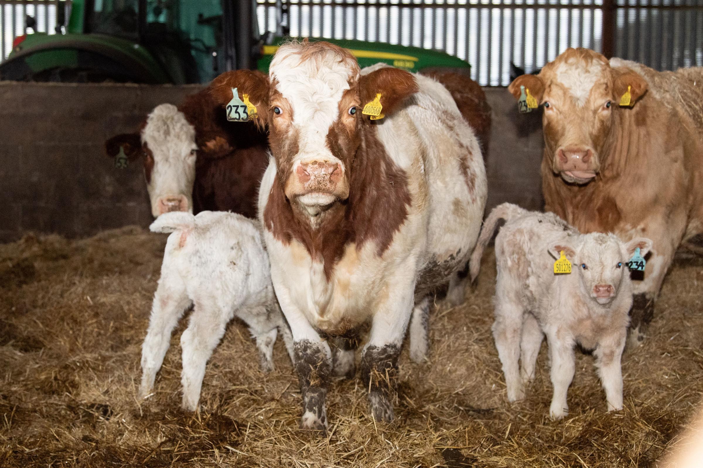 All cattle are in wintered over three farm steadings, with the cows either on cubicles or straw bedding and Calving starts early January Ref:RH210121192 Rob Haining / The Scottish Farmer...