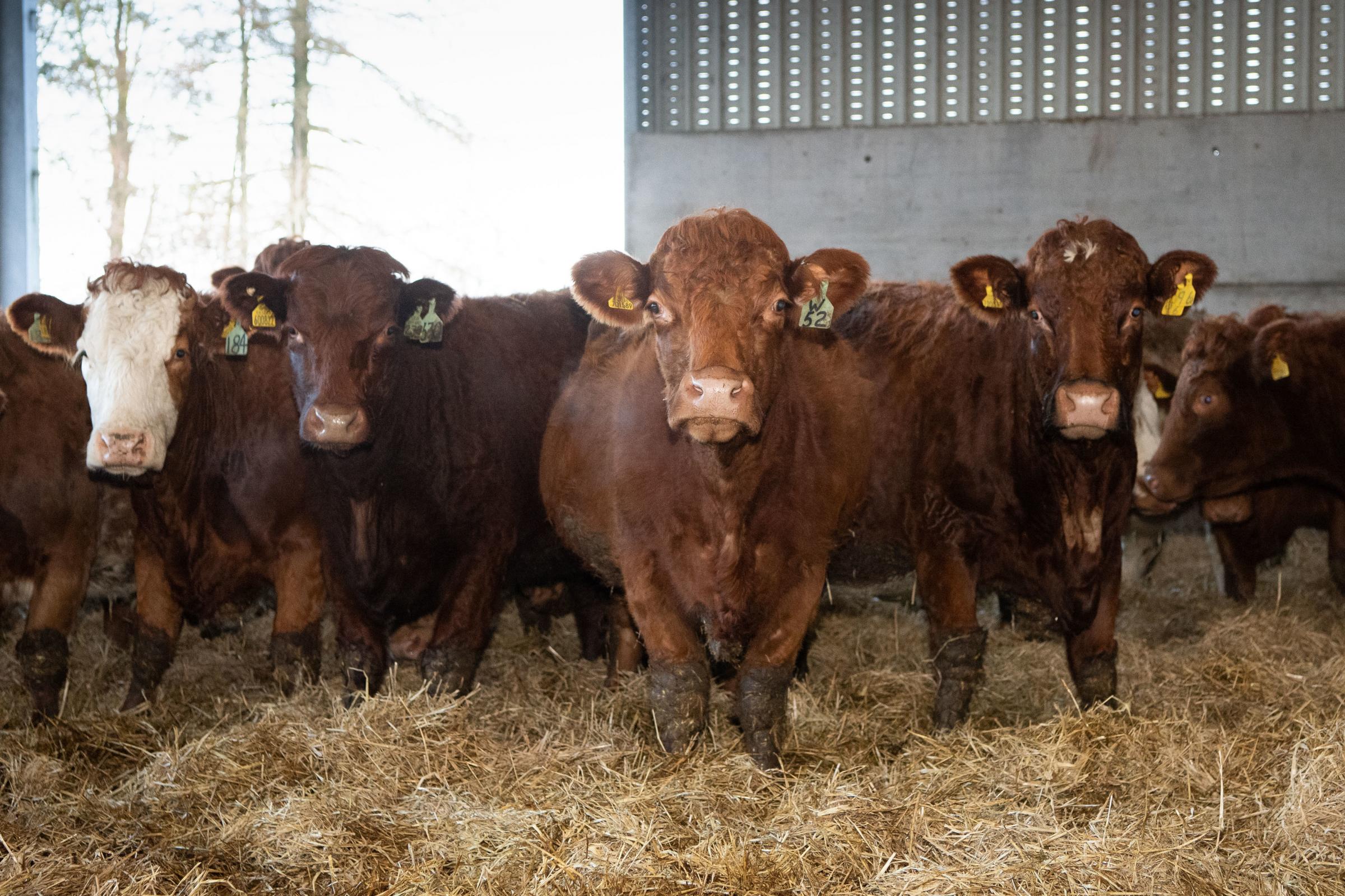  pure Luing females that in-calf to the Simmental bull and Sim-Luing cows that are in-calf to the Charolais Ref:RH210121215 Rob Haining / The Scottish Farmer...