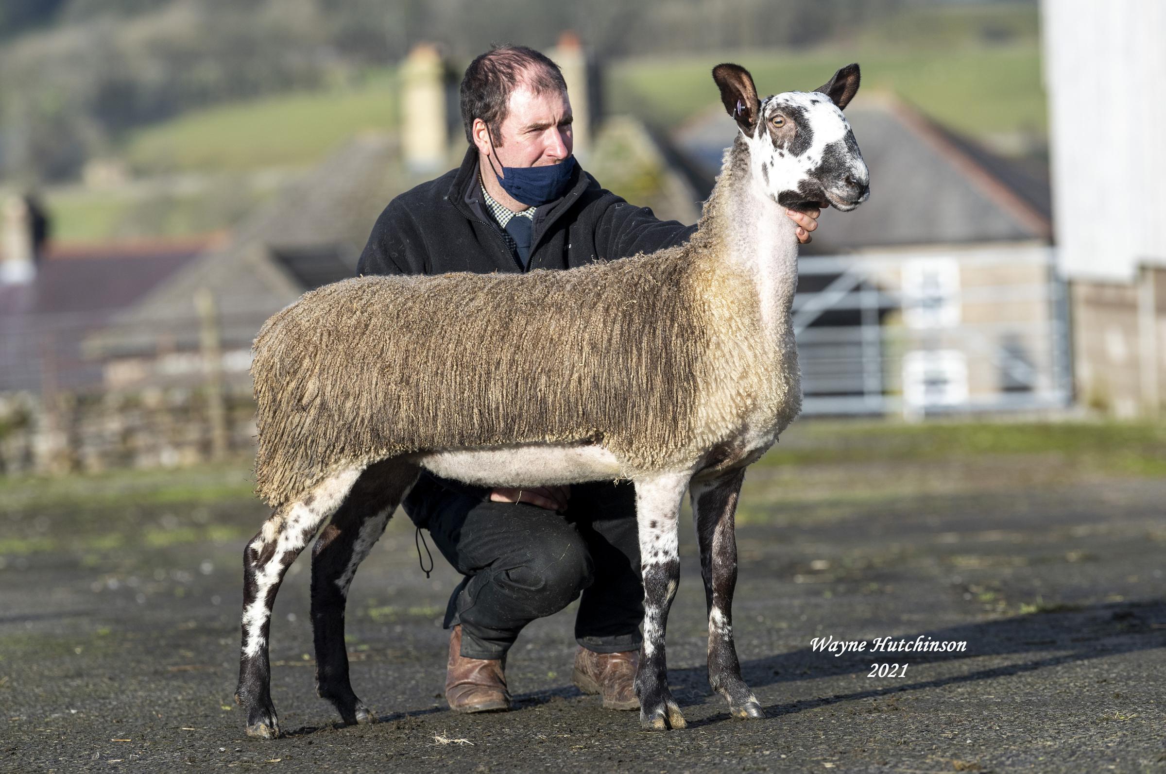 Hewgill also took £6000 for this ewe hogg