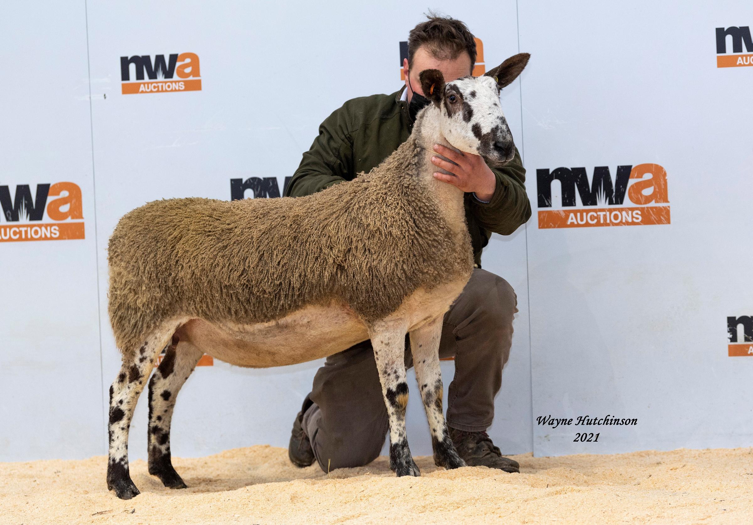 Otterburn Lodge M23 from Ashley and Rachel Caton, the top price in-lamb gimmer sold for 5000gns