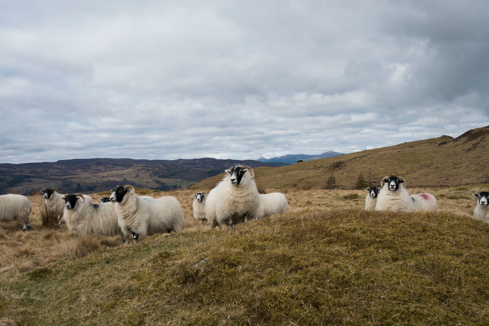 Sheep grazing the hills 
